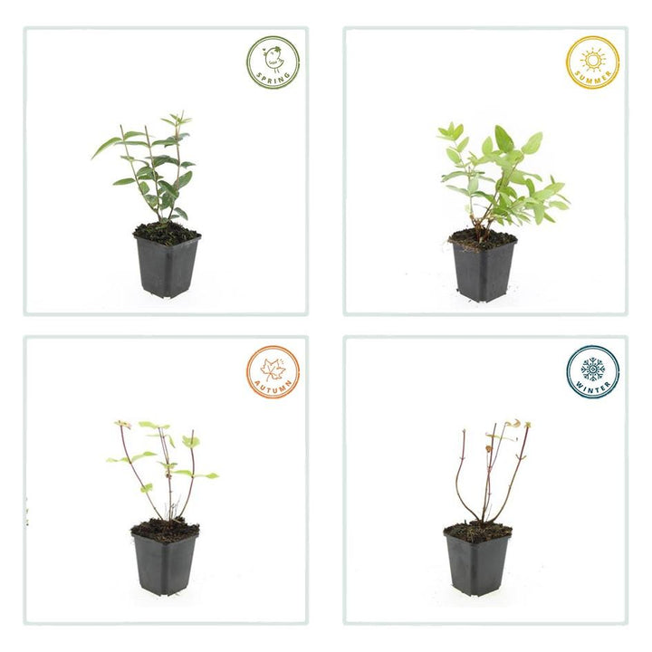 12x Hypericum inodorum 'Rheingold' - ↕10-25cm - Ø9cm