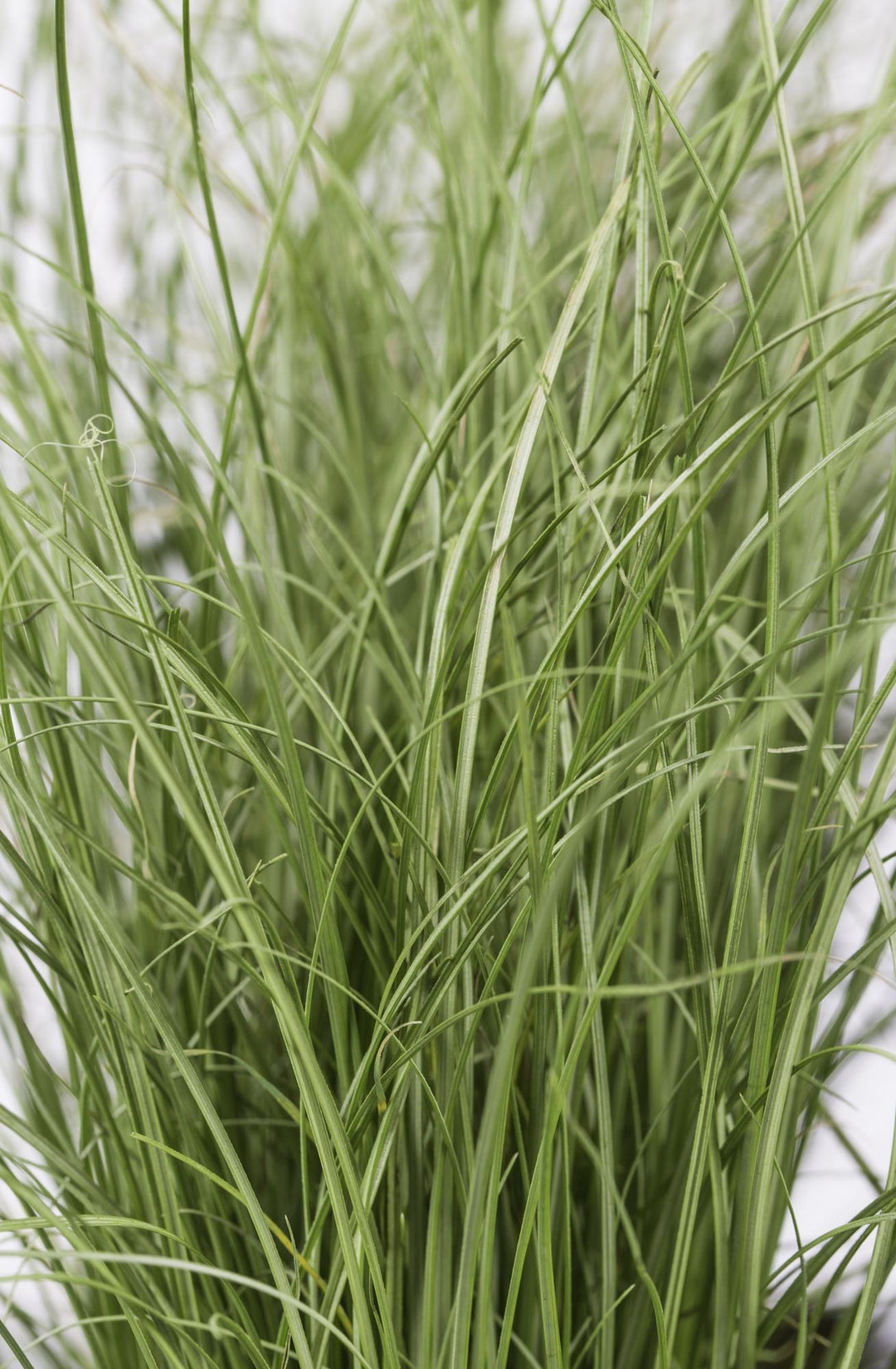 3x - Carex comans 'Frosted Curls' - ↨30cm - Ø14