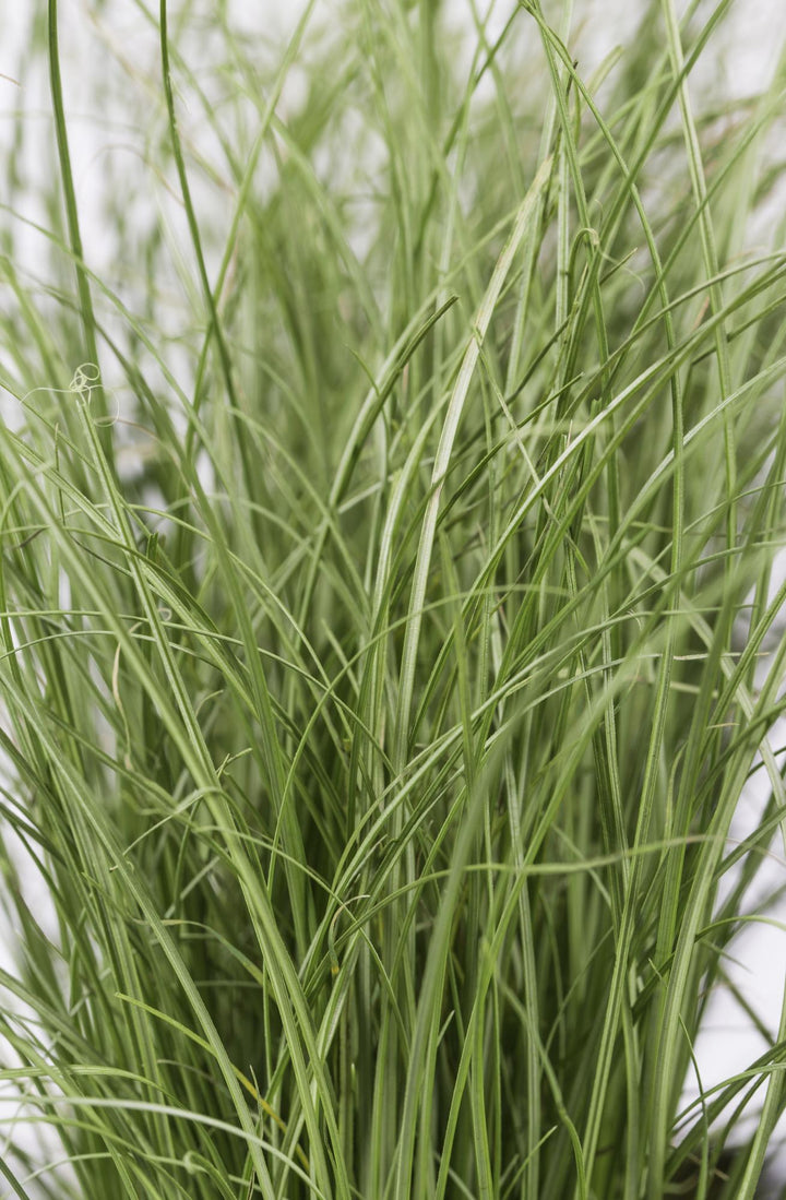 3x - Carex comans 'Frosted Curls' - ↨30cm - Ø14