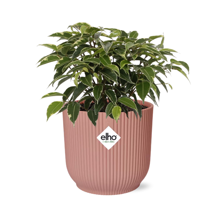 Ficus Benjamina Kinky in ELHO Vibes Fold 14cm roze