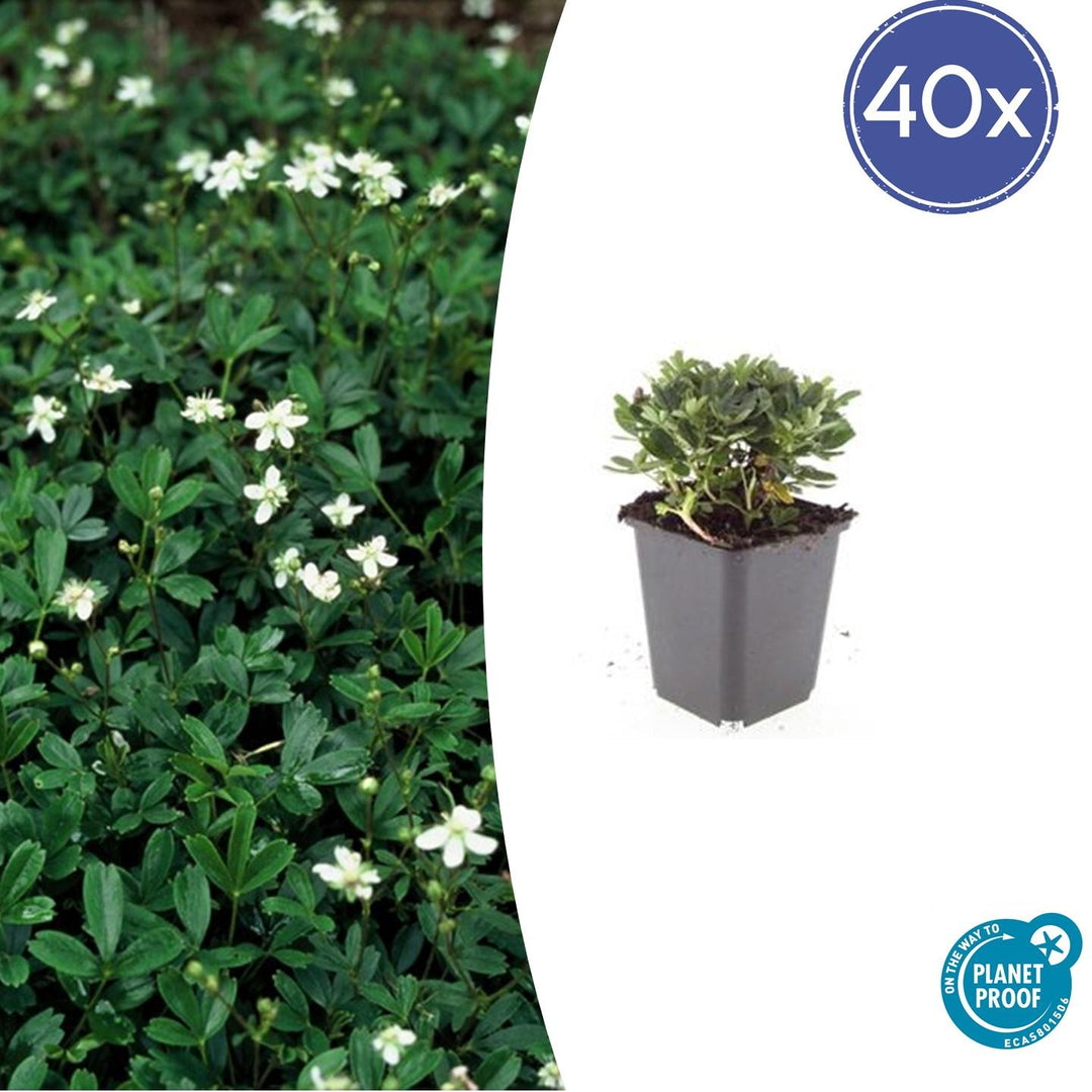 40x Potentilla tridentata 'Nuuk' - ↕10-25cm - Ø9cm