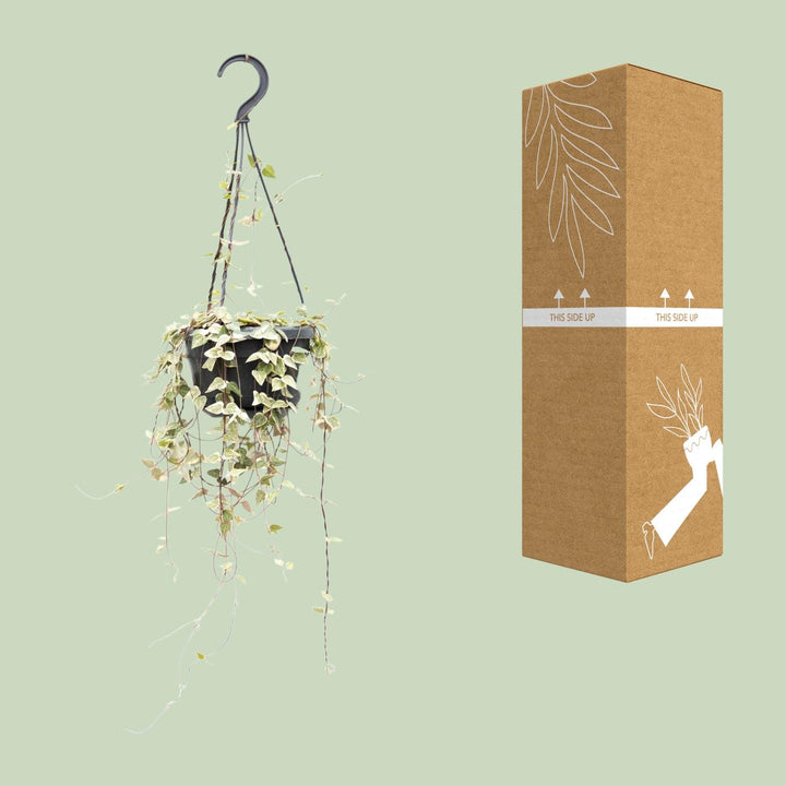 Ceropegia Woodii Merel - Ø14cm - ↕50cm