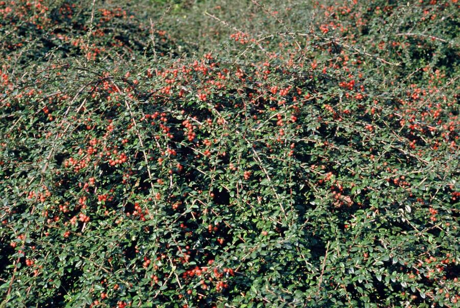 20x Cotoneaster suec. 'Coral Beauty' - ↕10-25cm - Ø9cm
