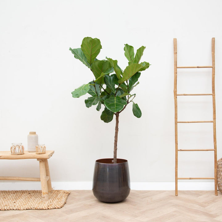 Ficus Lyrata stam  - 170cm - ⌀30