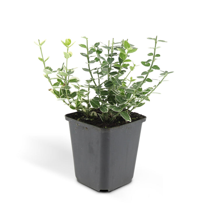 24x Euonymus fort. 'Emerald Gaiety' - ↕10-25cm - Ø9cm