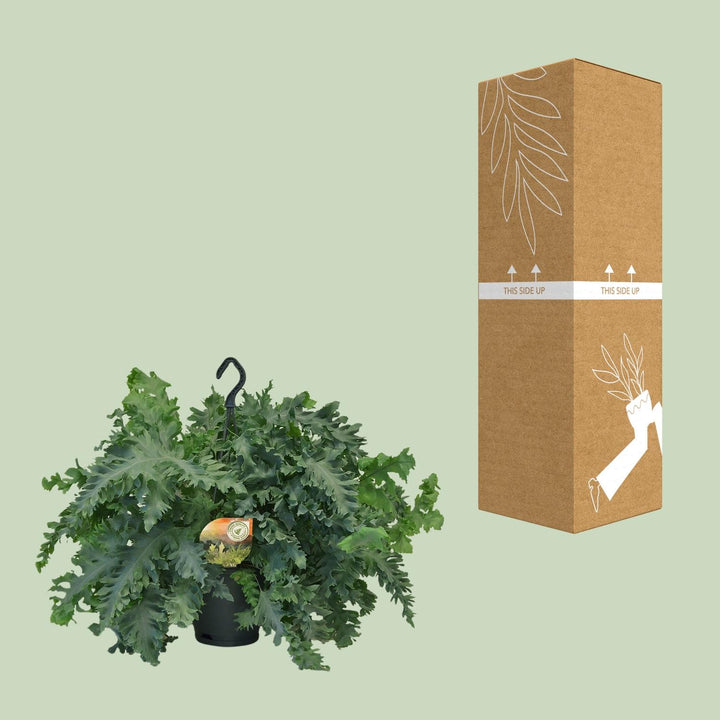 Phlebodium Davana - Ø20cm - ↕40cm