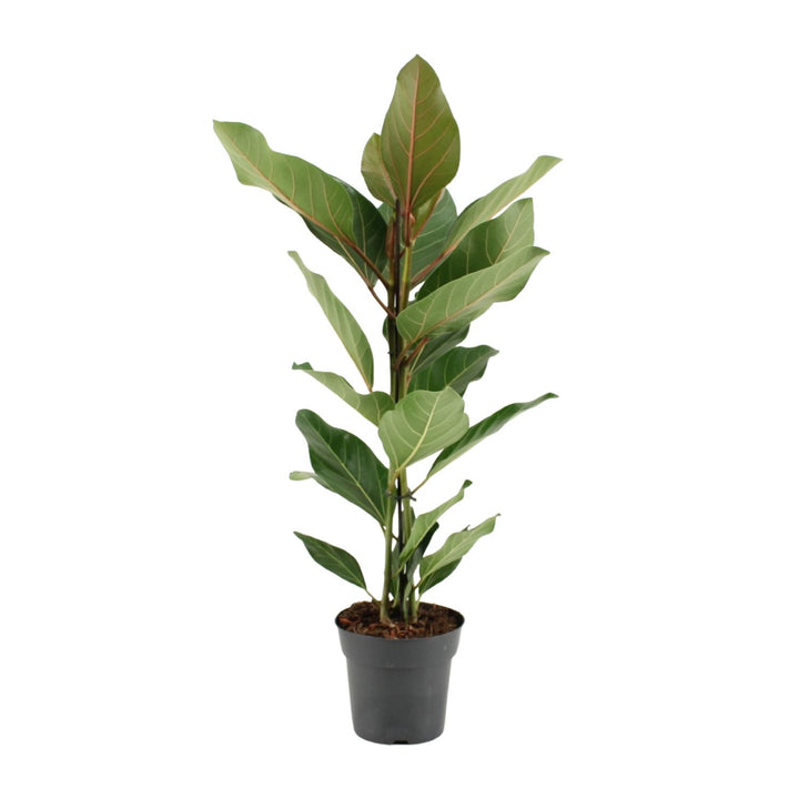 Ficus Benghalensis Joy - Ø17cm - ↕65cm