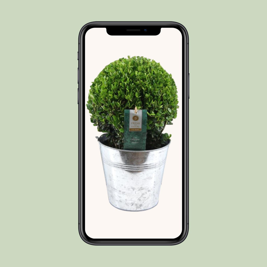 Ilex Crenata 'Jenny'® Ball Ø20cm P17 In Zinc Old-Look - Ø19cm - ↕40cm