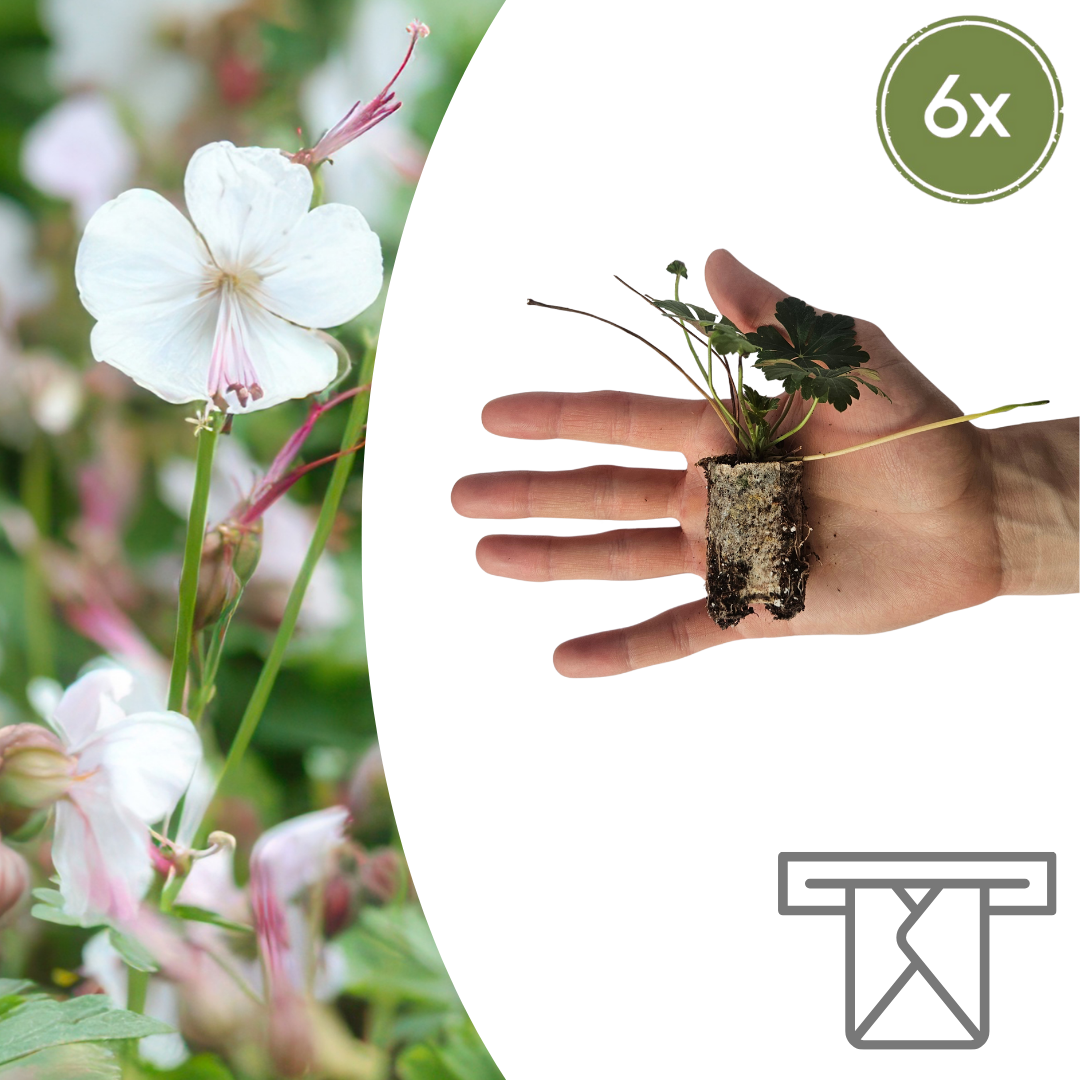 Geranium – 6 Pluggen | Kweek & Geniet van een Kleurrijke Tuin