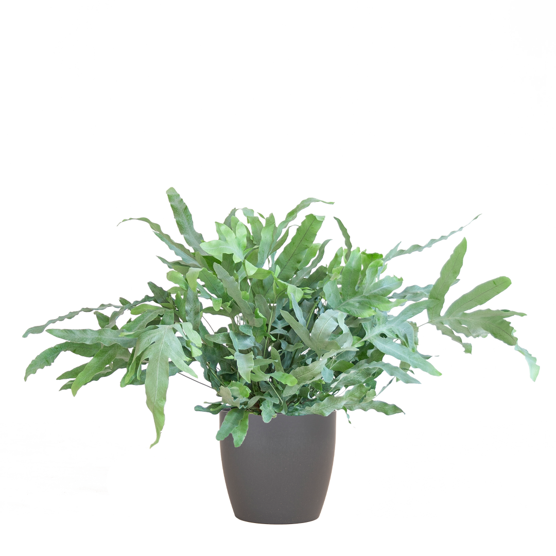 Phlebodium Aureum 'Blue Star' met Viber grijs - 40cm - Ø17
