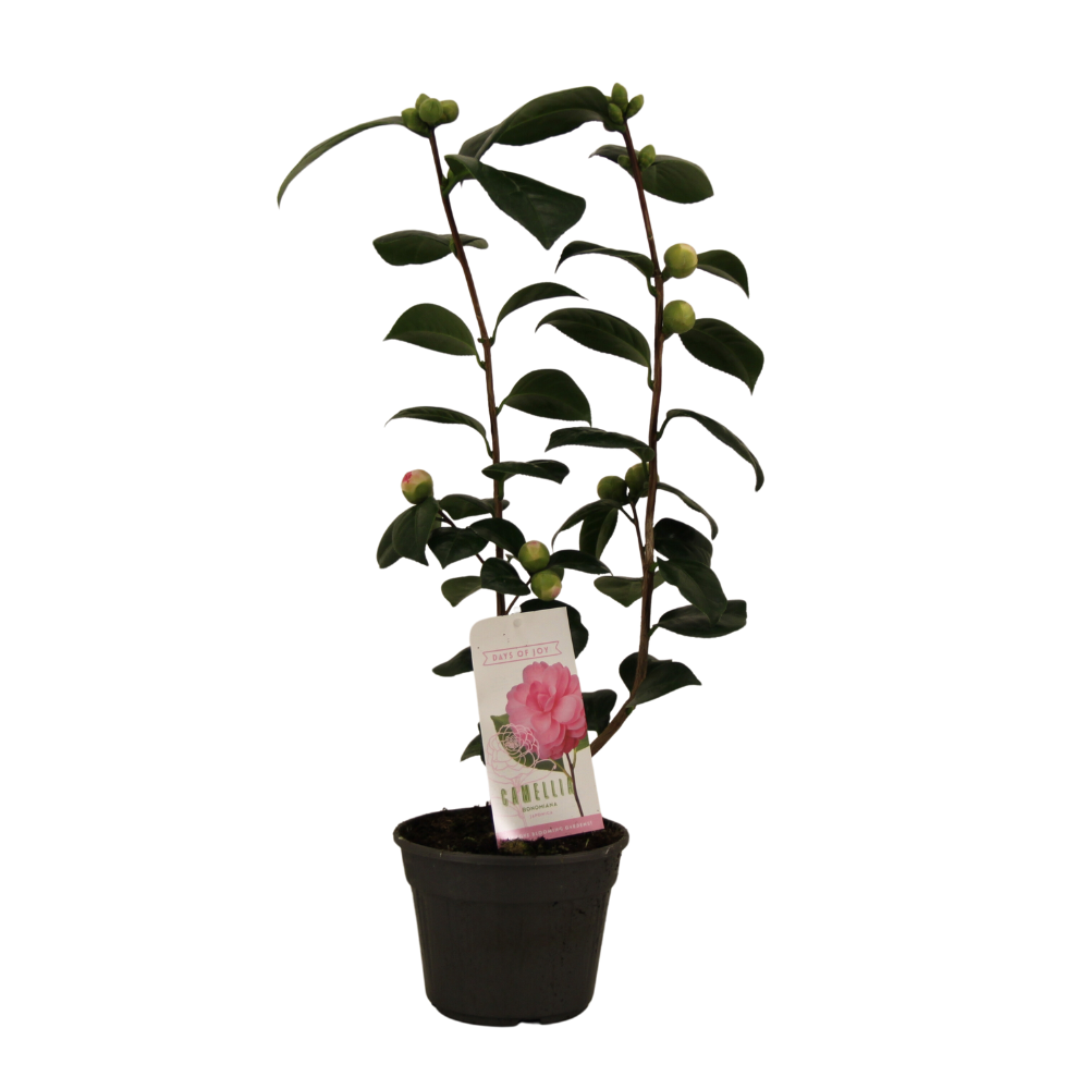 Camellia Japonica 'Bonomiana' 15 Cm - 1 stuk -  Ø15cm - ↕50cm