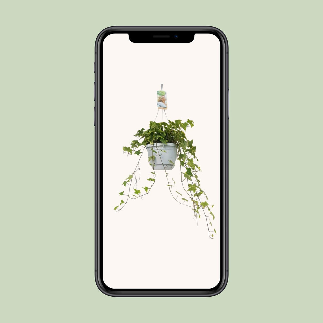 Hedera Helix Geelbont - Hangpot Wit / Basic - Ø17cm - ↕cm