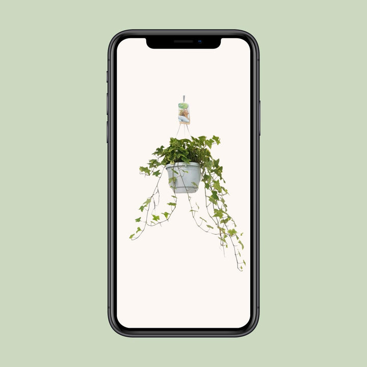 Hedera Helix Geelbont - Hangpot Wit / Basic - Ø17cm - ↕cm
