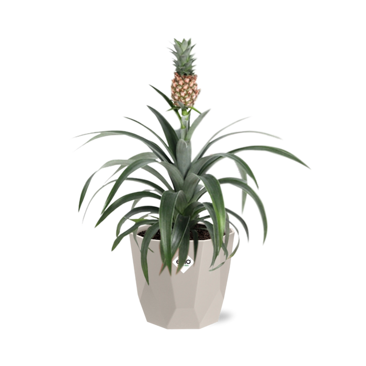 Ananas Mi Amigo in ELHO b.for rock 14 cm warm grey
