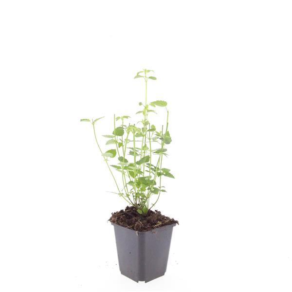48x Agastache 'Black Adder' - ↕10-25cm - Ø9cm