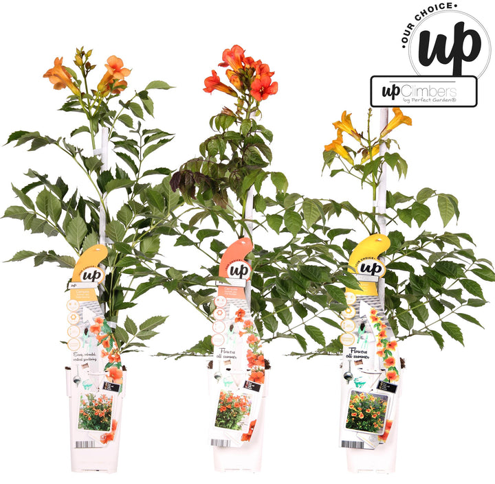 3x Campsis Summer Deal - Campsis Summer Jazz Fire Trumpet - Campsis Summer Jazz Gold Trumpet - Campsis Indian Summer - ↨65cm - Ø15cm