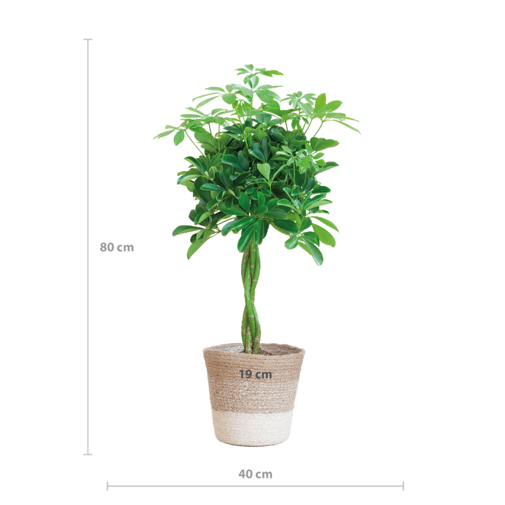 Schefflera Arab Nora met Mand Lissabon wit  - 70cm - Ø21