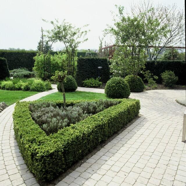 24x Buxus Sempervirens - ↕10-25cm - Ø9cm