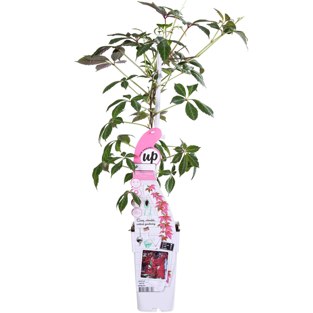 Parthenocissus henryana - Chinese Wilde Wingerd - Ø15cm - ↕65cm