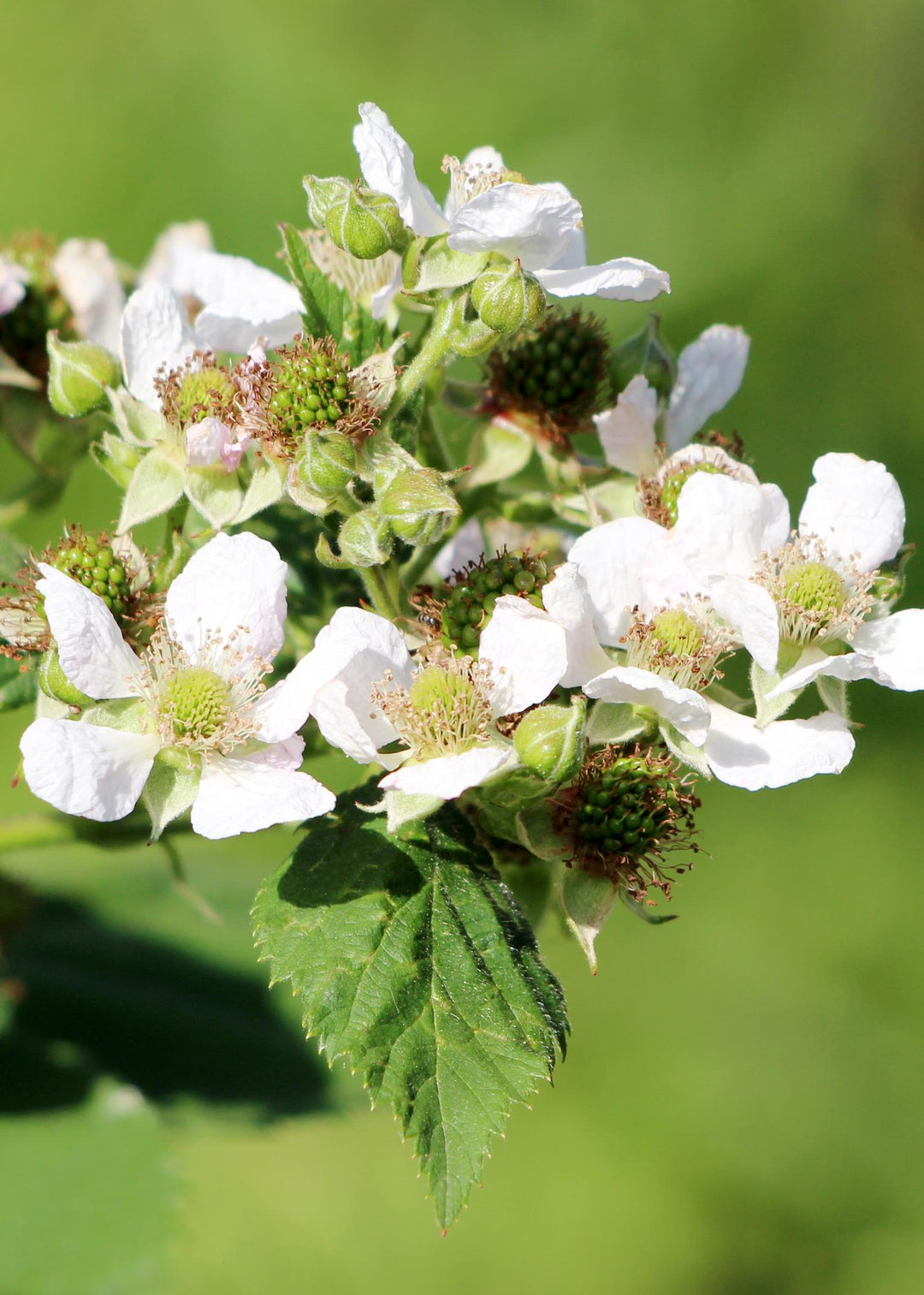 3x Rubus id. Twotimer 'Sugana Yellow' - ↨45cm - Ø13