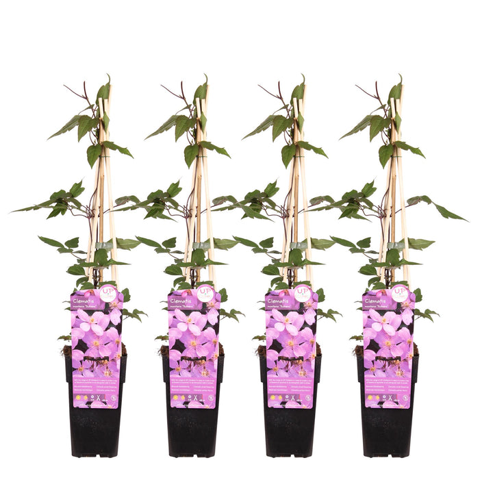 4x - Clematis Montana 'var. rubens' - ↨65cm - Ø15