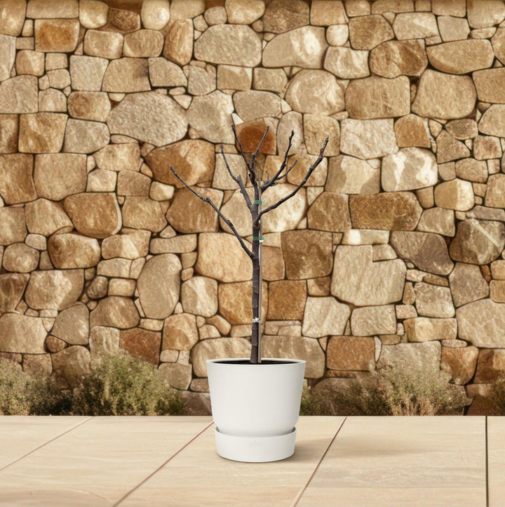 Ficus Carica op stam - 100 cm - Ø20