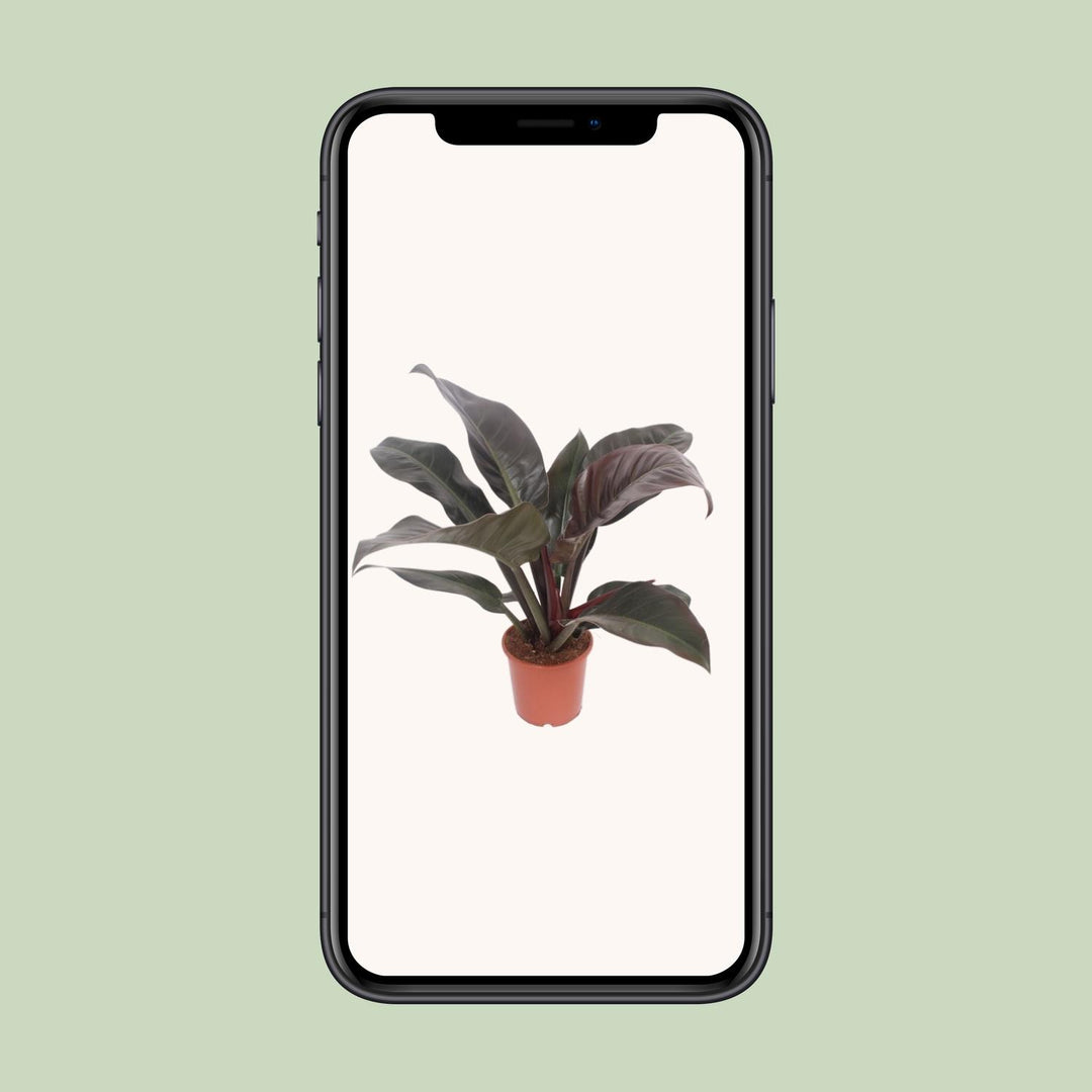 Philodendron Imperial Red - Ø17cm - ↕60cm