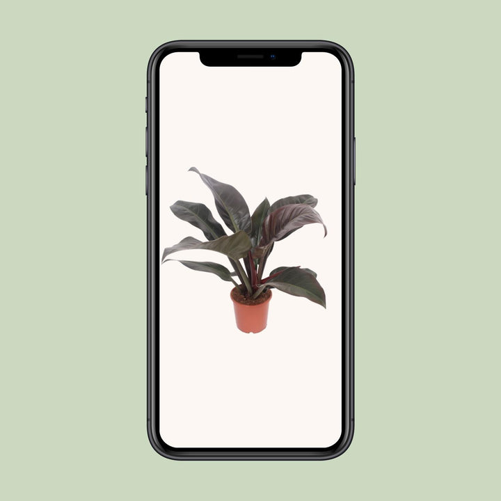 Philodendron Imperial Red - Ø17cm - ↕60cm