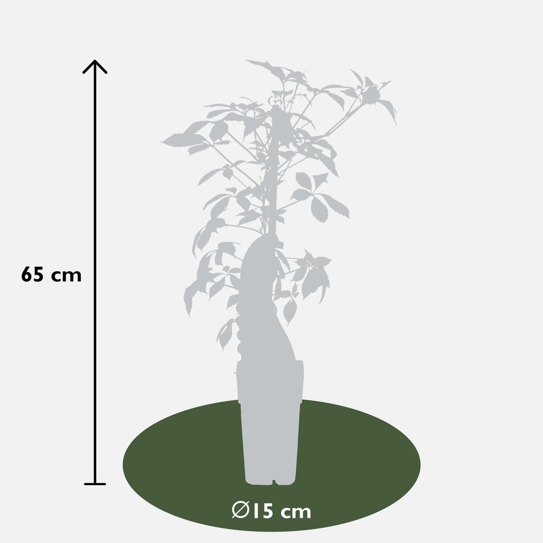 Parthenocissus henryana - Chinese Wilde Wingerd - Ø15cm - ↕65cm