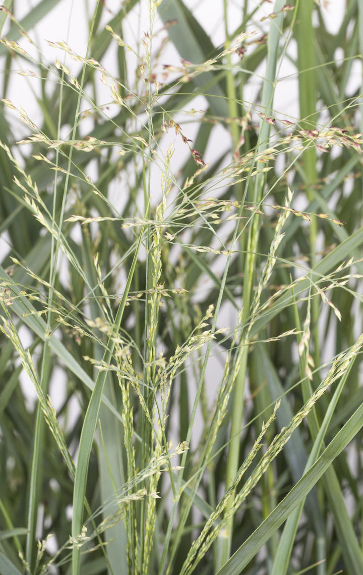 Panicum virgatum 'Prairie Sky' - Ø19cm - ↕50cm
