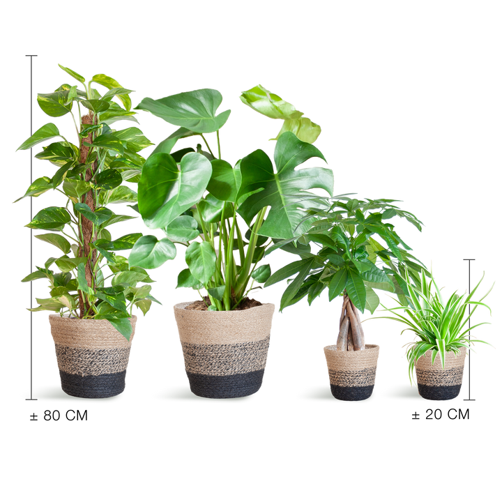 Easy care Plantenbox - medium - met Mand Lissabon zwart