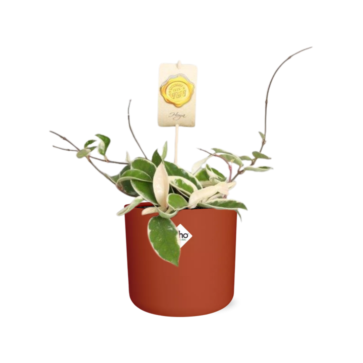 Hoya Carn.’Krimson Queen’ in ELHO b.for soft rond 14cm brique