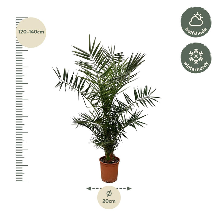 Phoenix Canariensis - 140cm- ø21