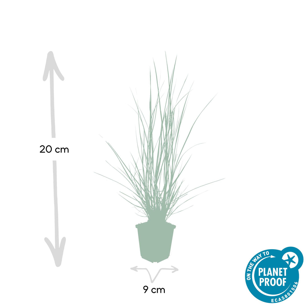 24x Pennisetum alopecuroides 'Hameln' - ↕10-25cm - Ø9cm