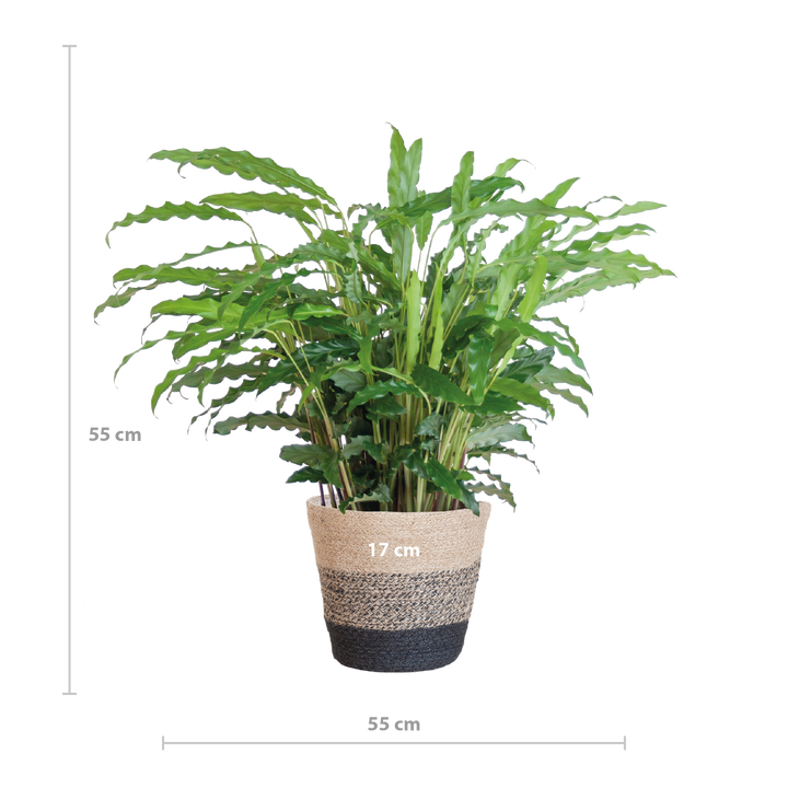 Calathea Rufibarba met Mand Lissabon zwart - 55cm - Ø17