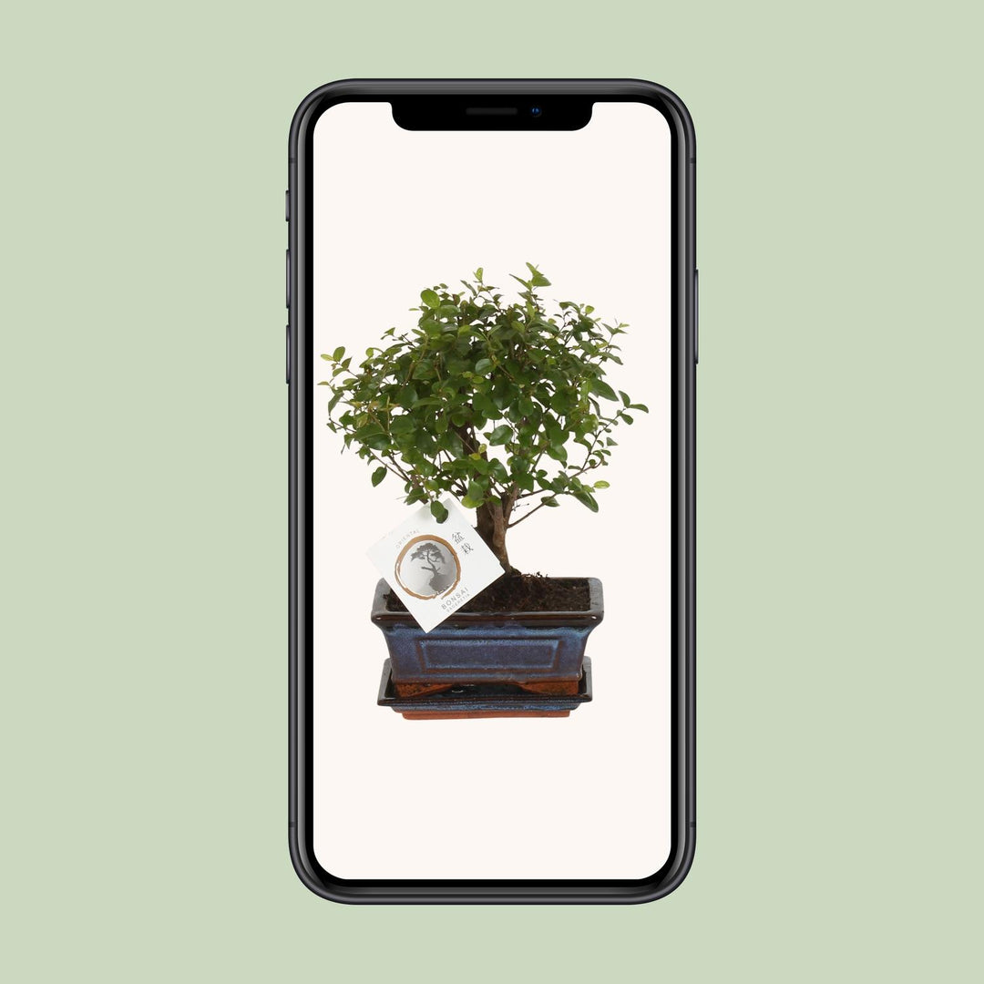 Bonsai 'Sageretia' - Bol Vorm - Ø15cm - ↕30cm