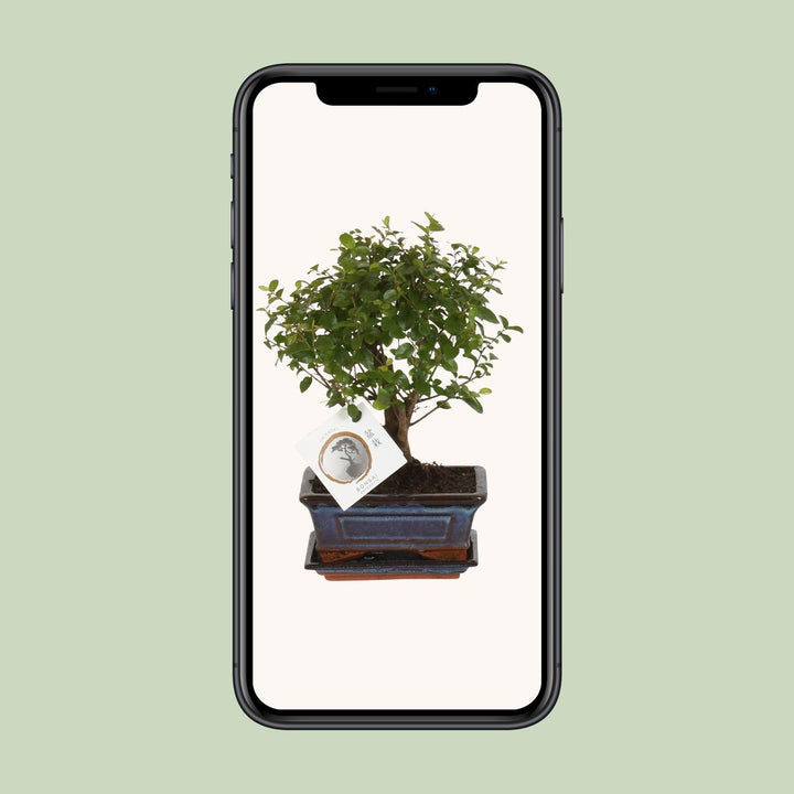 Bonsai 'Sageretia' - Bol Vorm - Ø15cm - ↕30cm