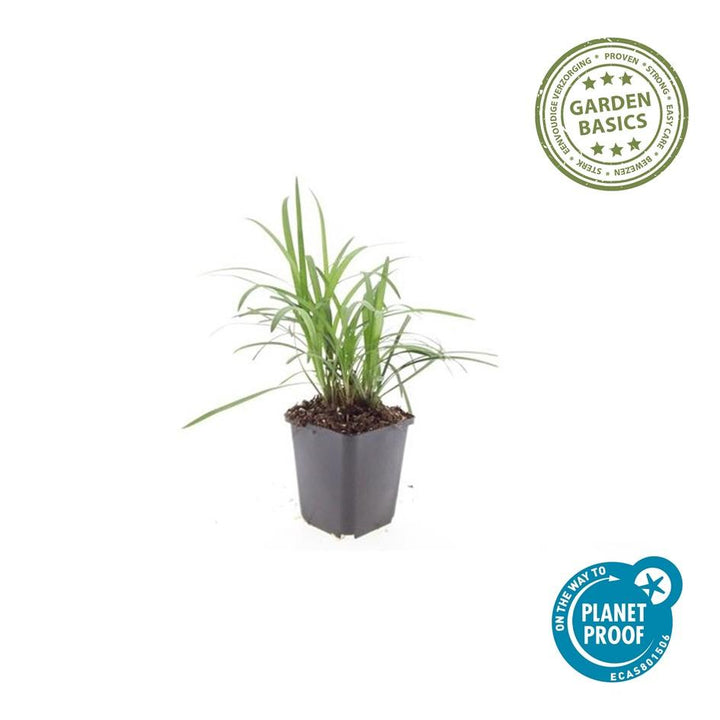 24x Liriope muscari 'Moneymaker' - ↕10-25cm - Ø9cm