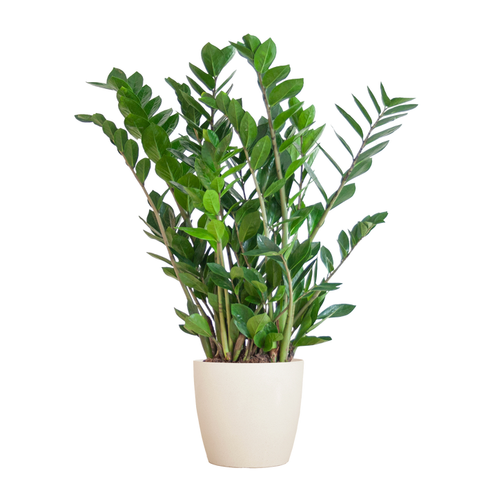 Zamioculcas Zamiifolia met Viber wit - 80cm - Ø21
