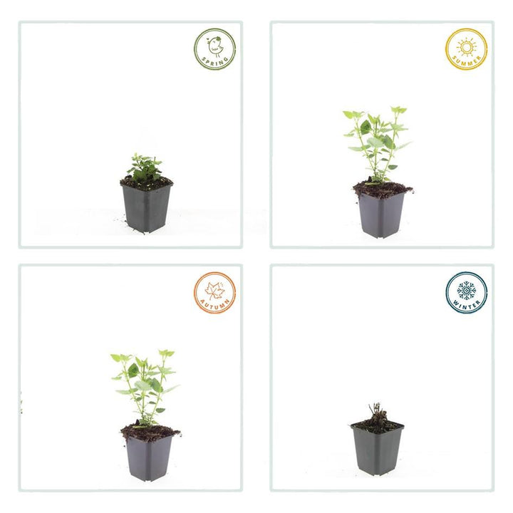 40x Agastache 'Blue Fortune' - ↕10-25cm - Ø9cm