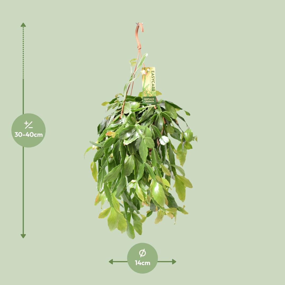 Rhipsalis Crispata - Ø14cm - ↕35cm