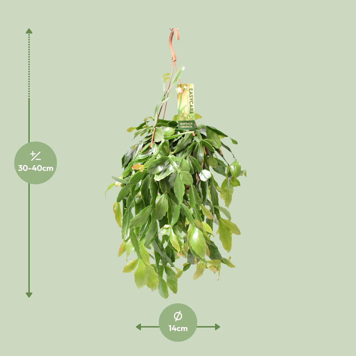 Rhipsalis Crispata - Ø14cm - ↕35cm