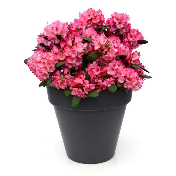 Rhododendron 'Wine & Roses' - Ø13cm - ↕20cm