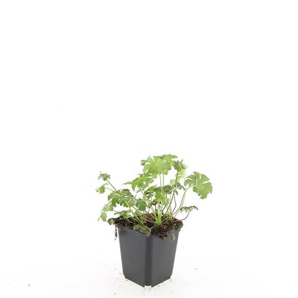 24x Geranium cant. 'Cambridge' - ↕10-25cm - Ø9cm