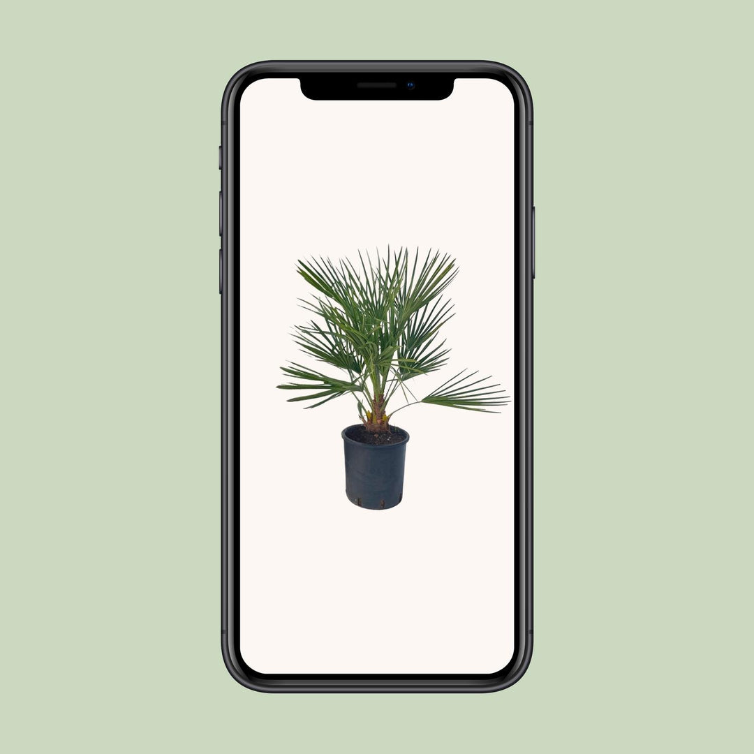 Chamaerops Humilis - Ø22 ↕80