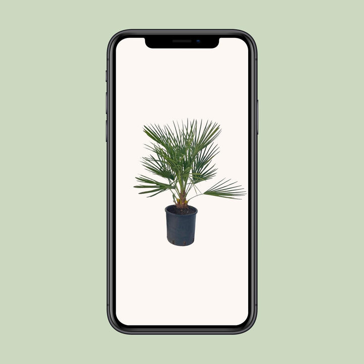Chamaerops Humilis - Ø22 ↕80
