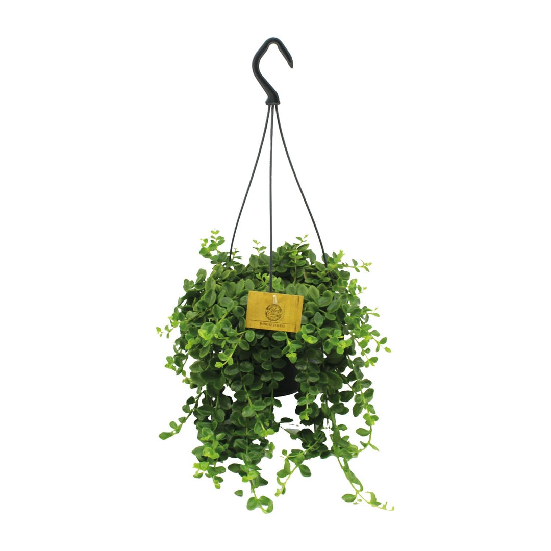 Kalanchoe Mangini - Ø15cm - ↕40cm