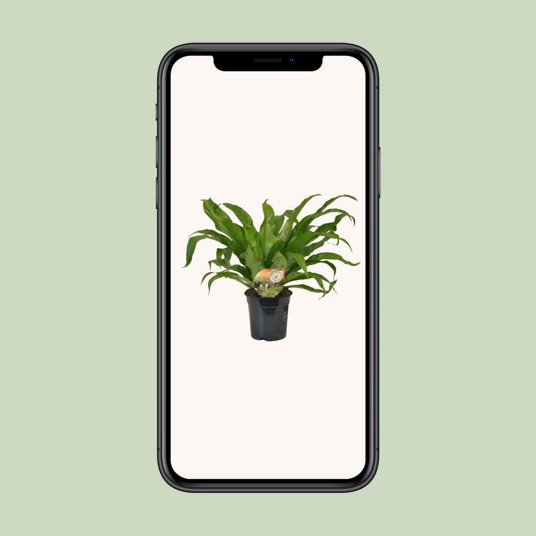 Asplenium Antiquum - Ø17cm - ↕40cm