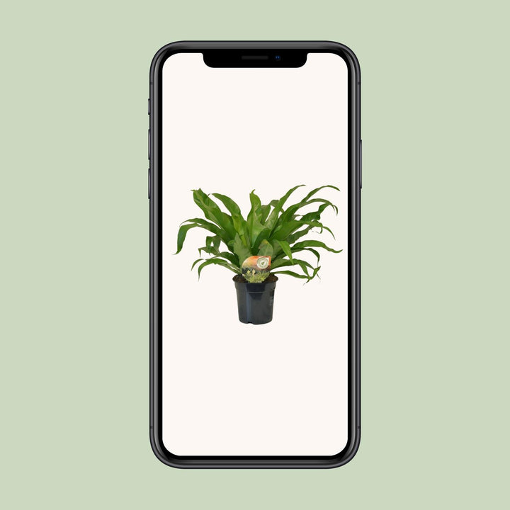 Asplenium Antiquum - Ø17cm - ↕40cm
