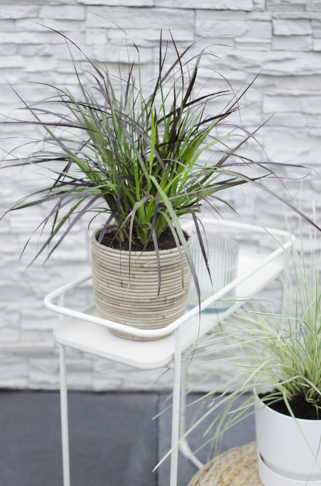 Pennisetum x advena 'Summer Samba' - Ø19cm - ↕50cm